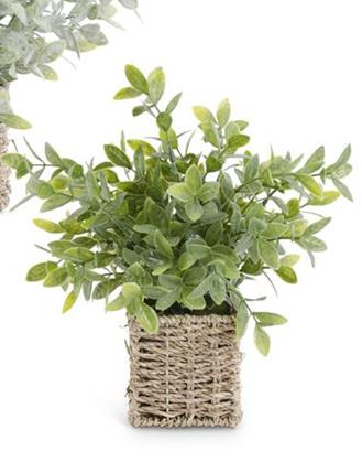 Herbs in Square Woven Basket - (3 Styles)