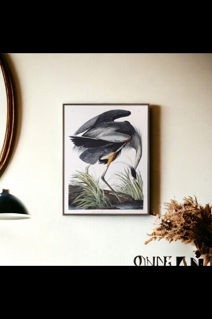 Blue Heron Framed w/Glass Audubon
