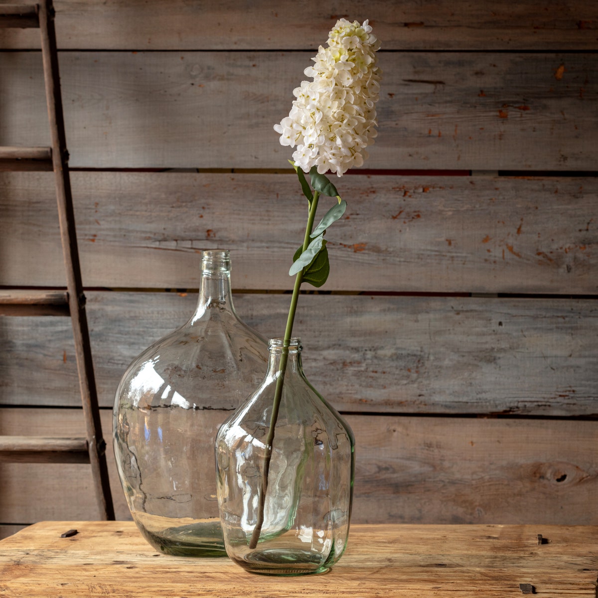 Peegee Hydrangea