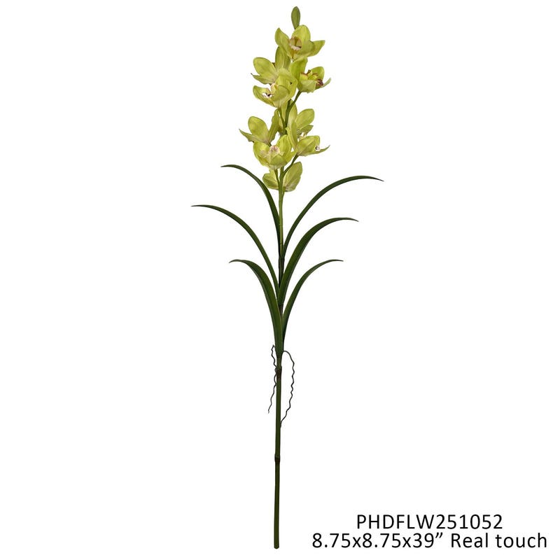 Green Cymbidium Orchid Single Stem
