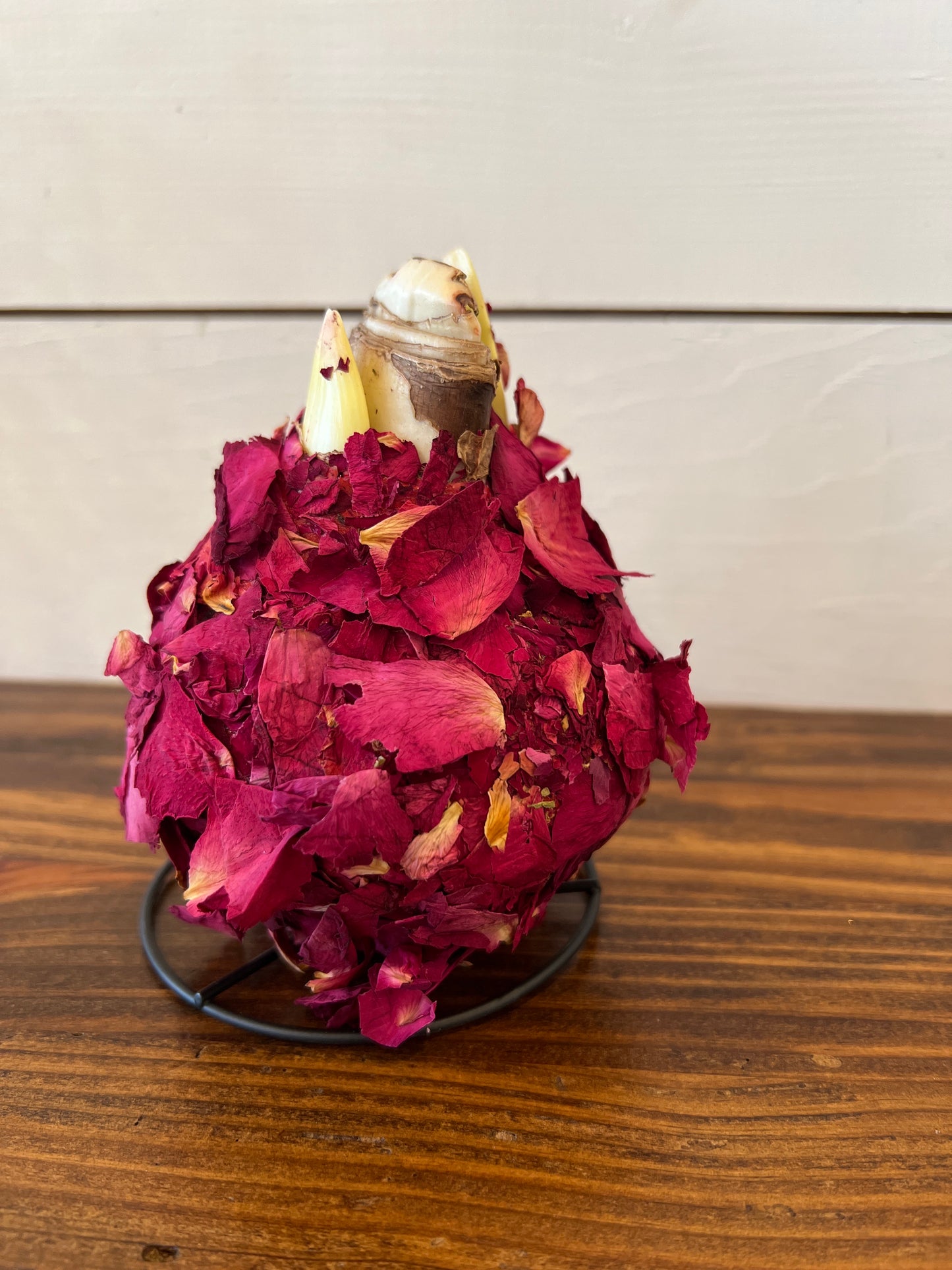 Waxed Amaryllis Bulbs