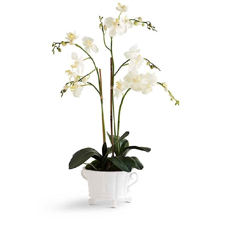 White Orchid In 2 Handled White Dish