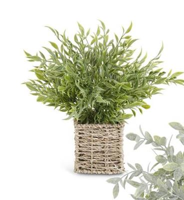 Herbs in Square Woven Basket - (3 Styles)