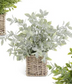 Herbs in Square Woven Basket - (3 Styles)