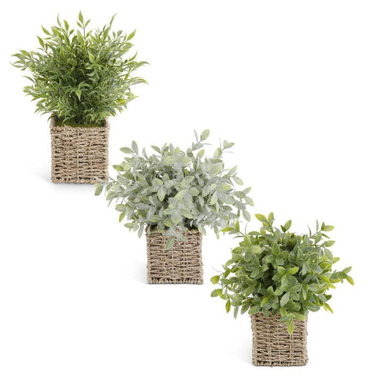 Herbs in Square Woven Basket - 13" (3 Styles)