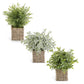 Herbs in Square Woven Basket - 13" (3 Styles)