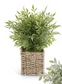 Herbs in Square Woven Basket - 13" (3 Styles)