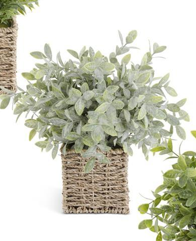Herbs in Square Woven Basket - 13" (3 Styles)