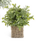 Herbs in Square Woven Basket - 13" (3 Styles)