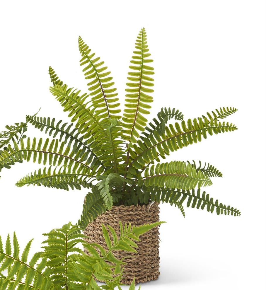 Ferns in Round Woven Basket (3 Styles)