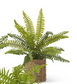 Ferns in Round Woven Basket (3 Styles)