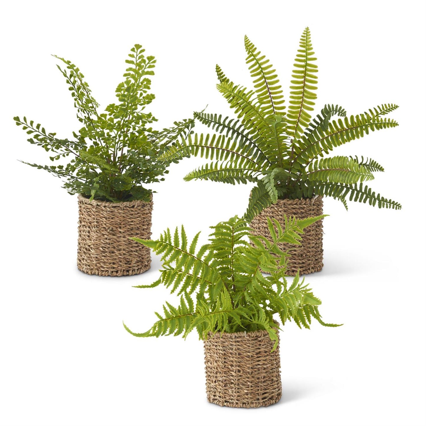 Ferns in Round Woven Basket (3 Styles)