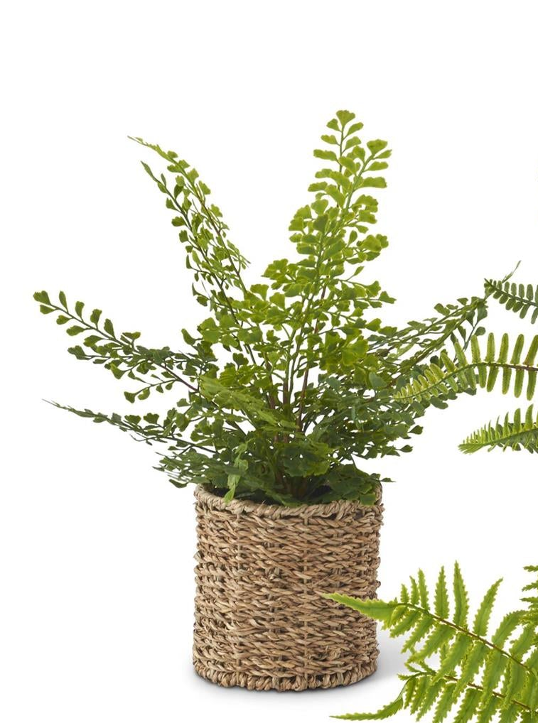 Ferns in Round Woven Basket (3 Styles)