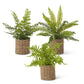Ferns in Round Woven Basket (3 Styles)