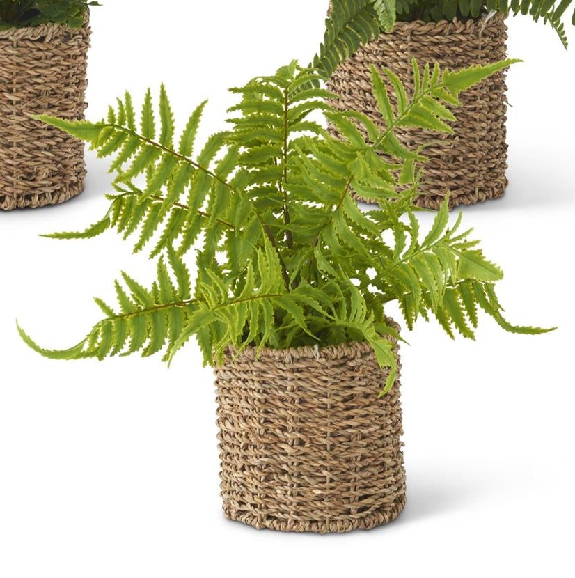 Ferns in Round Woven Basket (3 Styles)