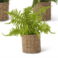 Ferns in Round Woven Basket (3 Styles)
