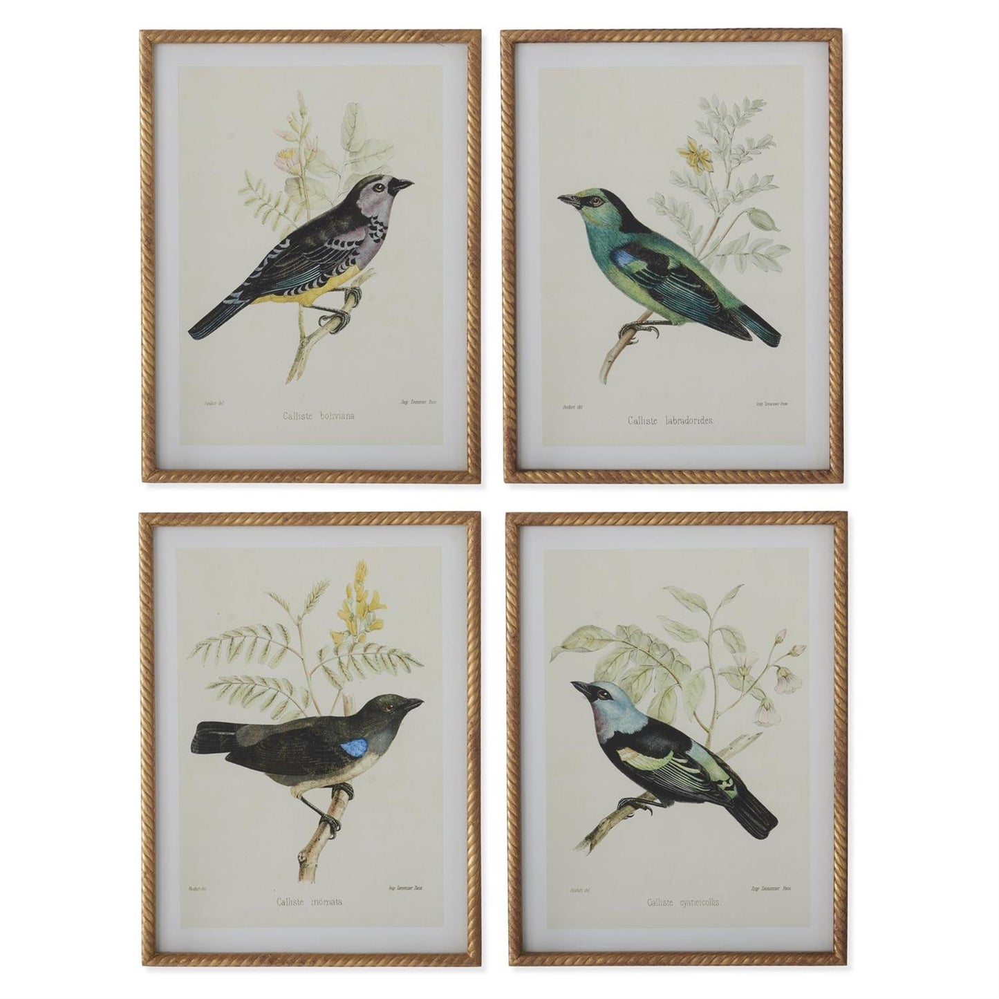 Twisted Gold Framed Bird Prints (4 Styles) 23.5"