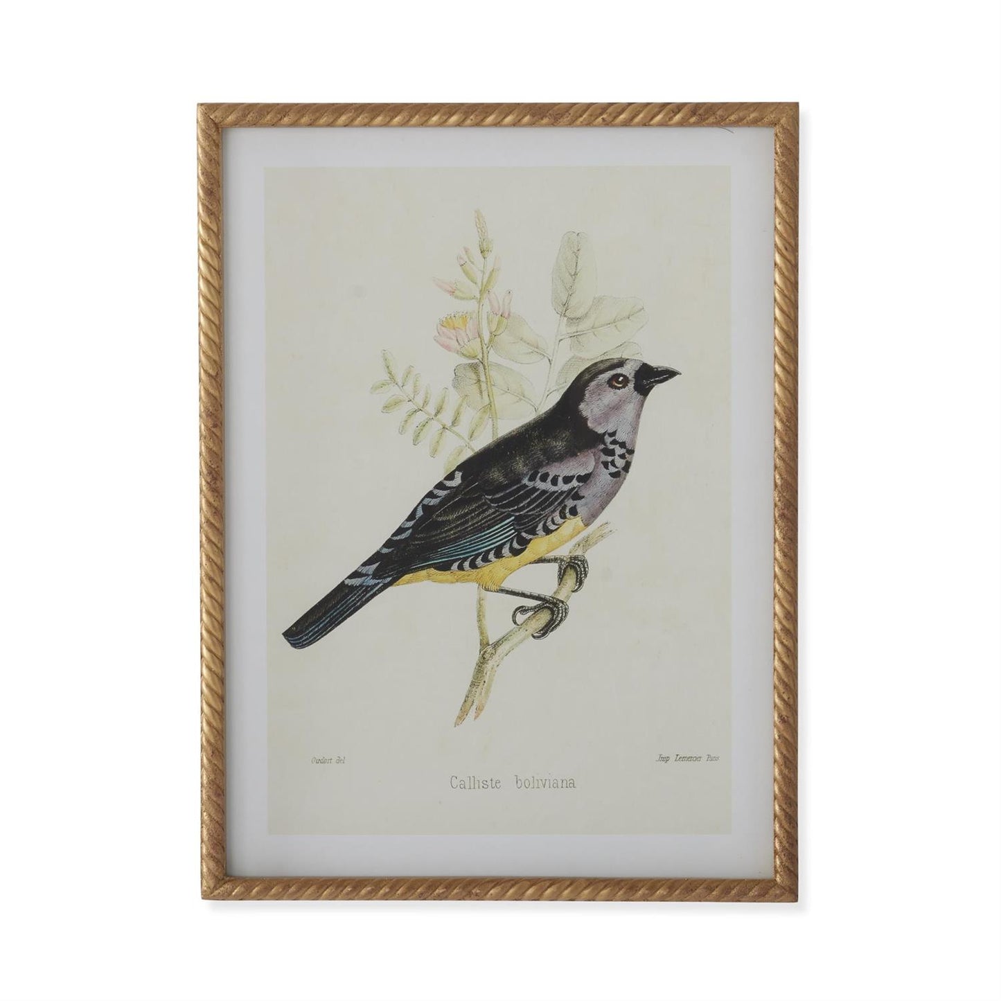 Twisted Gold Framed Bird Prints (4 Styles) 23.5"