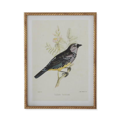 Twisted Gold Framed Bird Prints (4 Styles) 23.5"