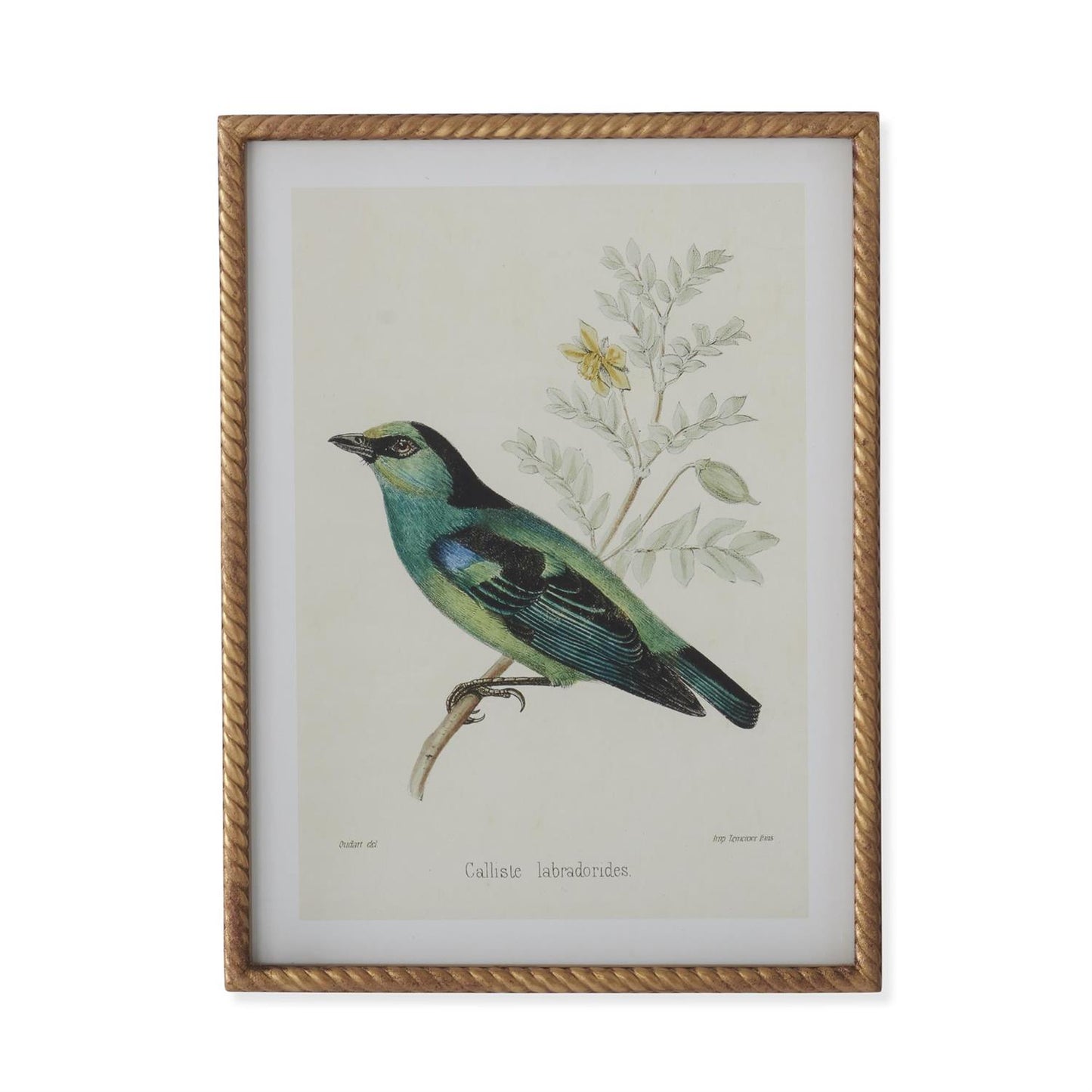 Twisted Gold Framed Bird Prints (4 Styles) 23.5"