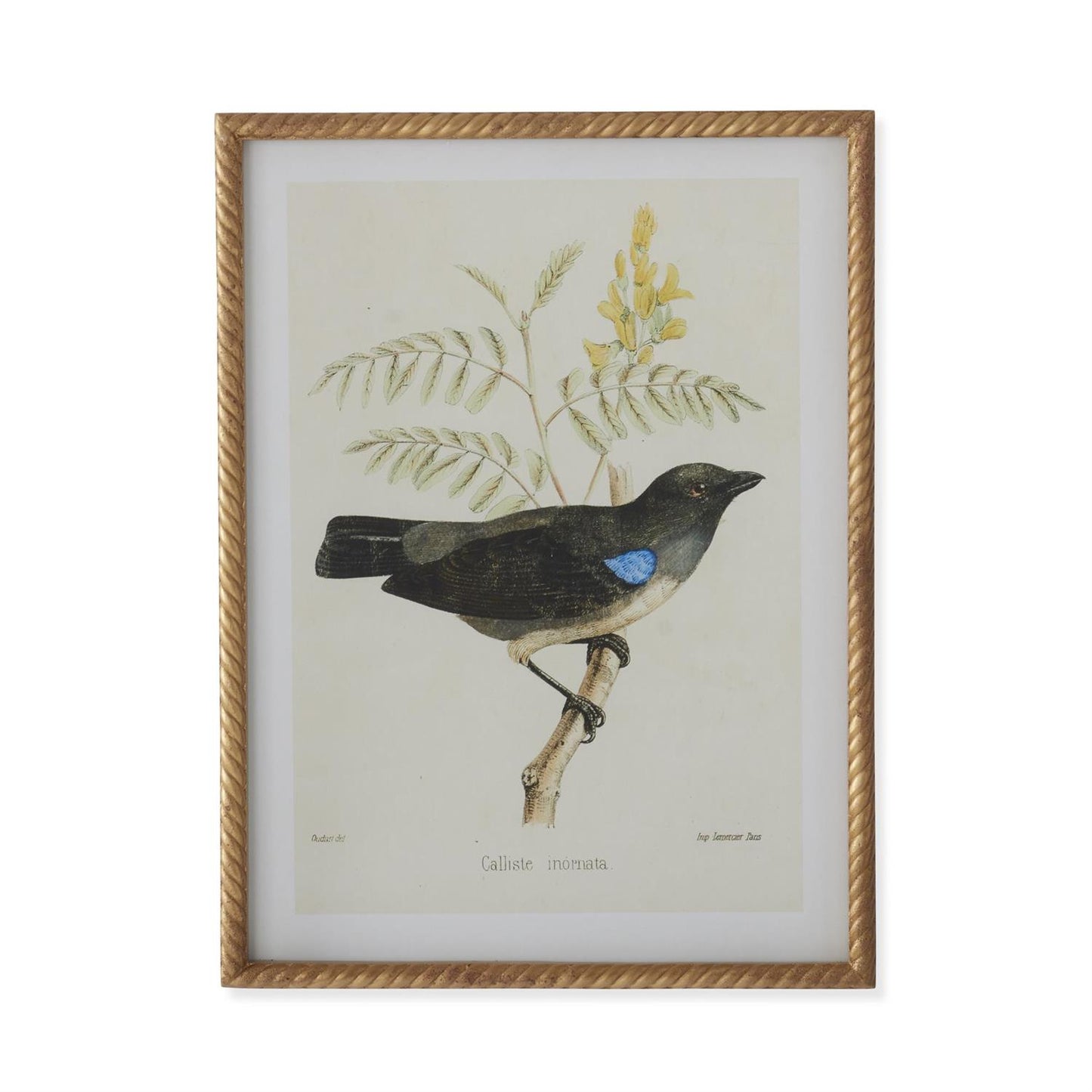 Twisted Gold Framed Bird Prints (4 Styles) 23.5"