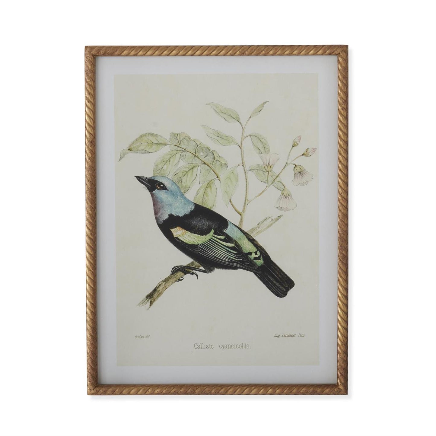 Twisted Gold Framed Bird Prints (4 Styles) 23.5"
