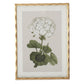 Gold Ornate Wood Framed White Geranium Prints (4 Styles)