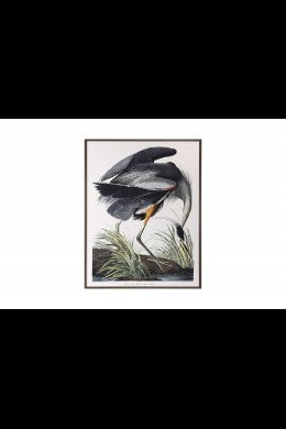 Blue Heron Framed w/Glass Audubon