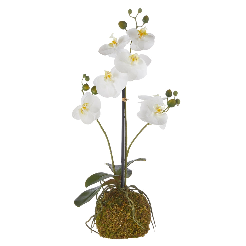 Real Touch White Orchid w/Moss Ball - 23.75"