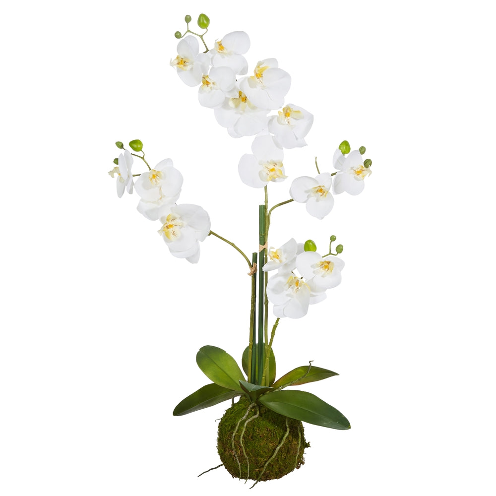 White Orchid w/Moss Ball - 31"