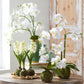 White Orchid w/Moss Ball - 31"