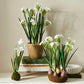 Narcissus Drop In - 15"