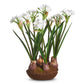 Narcissus Drop In - 15"