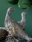 Bronze Pheasant Pair