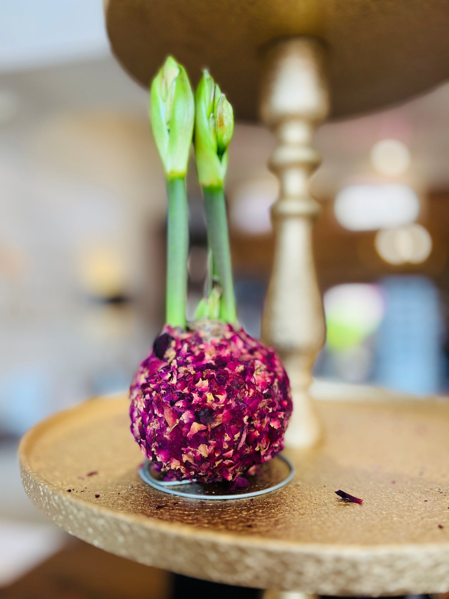 Waxed Amaryllis Bulbs - (5 Styles)