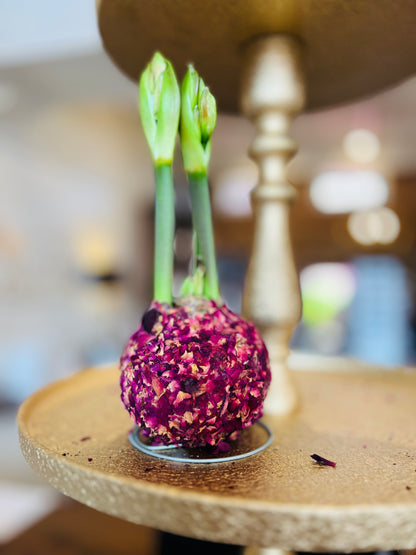 Waxed Amaryllis Bulbs - (5 Styles)