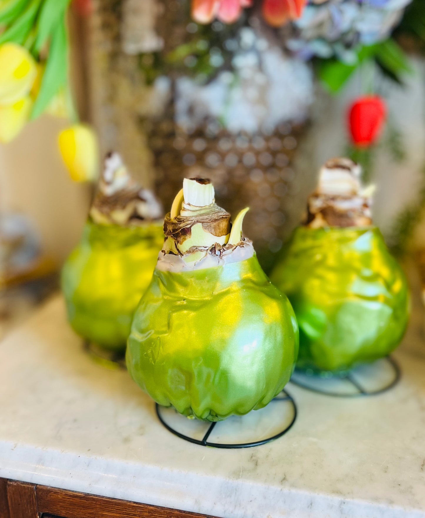 Waxed Amaryllis Bulbs