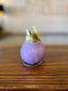 Waxed Amaryllis Bulbs - (5 Styles)