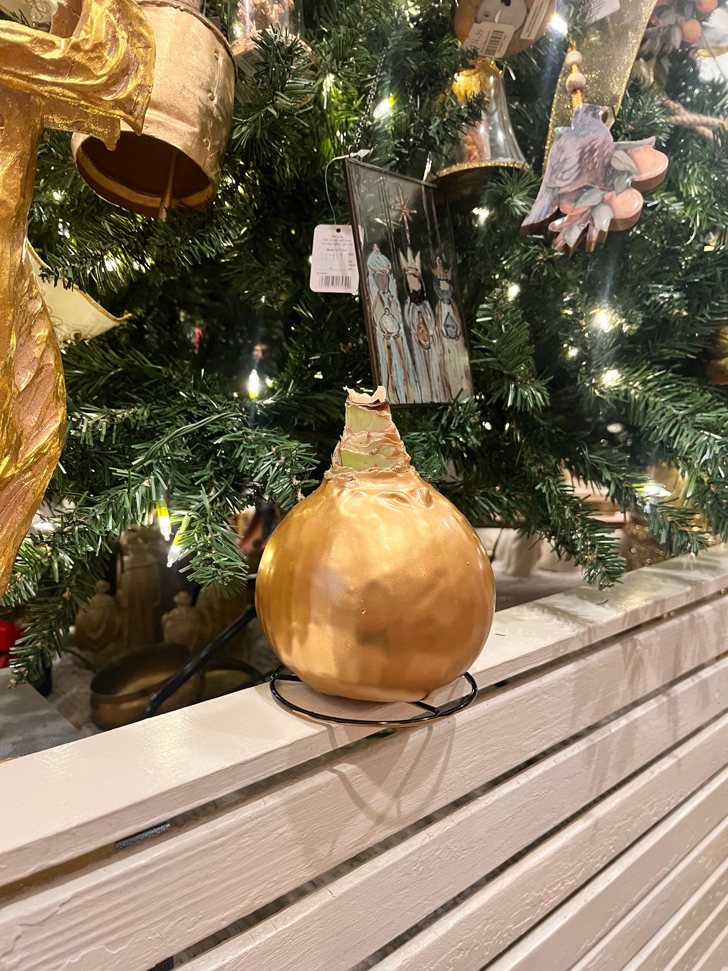 Waxed Amaryllis Bulbs