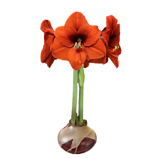 Waxed Amaryllis Bulbs