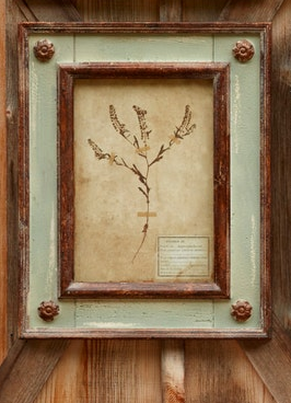 Framed Botanical Collection (8 Styles)