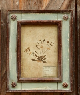 Framed Botanical Collection (8 Styles)