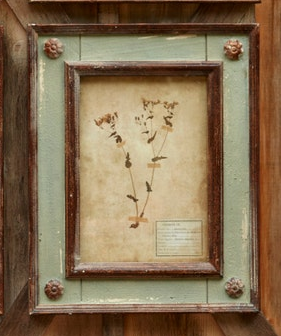 Framed Botanical Collection (8 Styles)