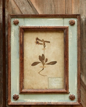 Framed Botanical Collection (8 Styles)