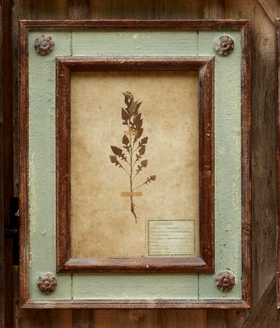 Framed Botanical Collection (8 Styles)