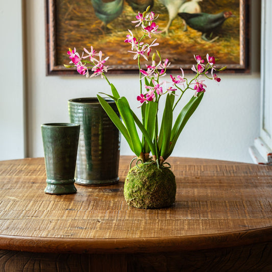 Mini Vanda Orchid In Moss Ball Large Lavender