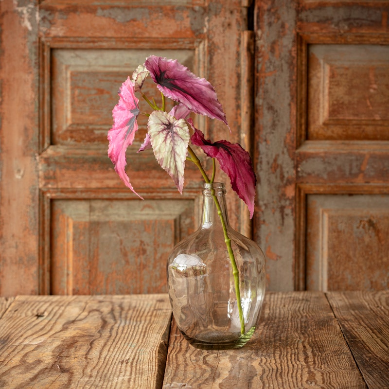 Small Pink Green Begonia Foliage Stem