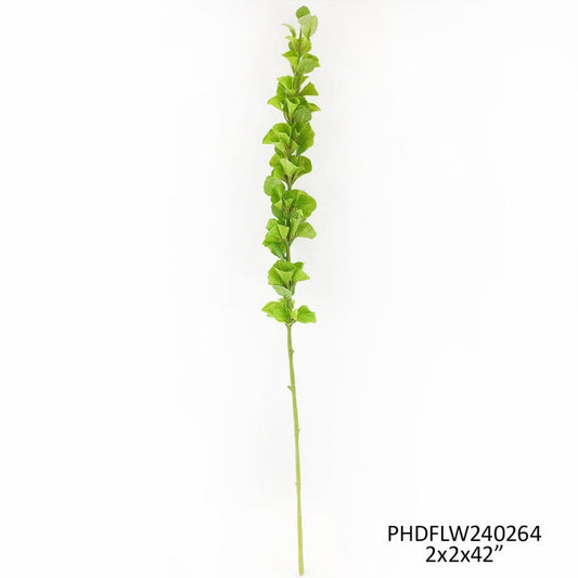 Florist Bells of Ireland Stem