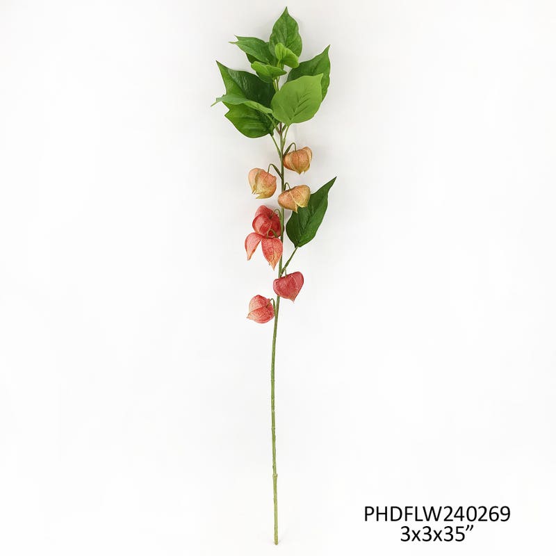 Chinese Lantern Stem