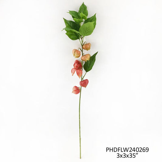 Chinese Lantern Stem